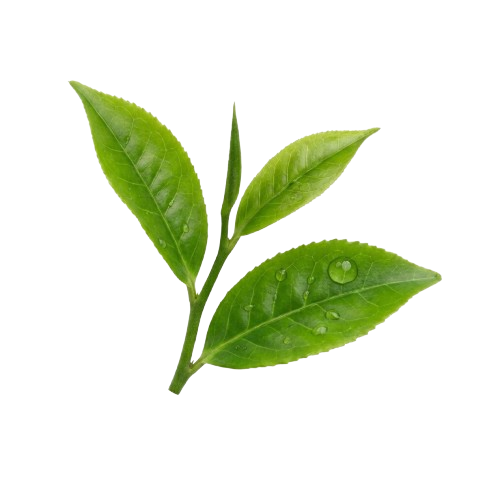 Fresh green tea leaves sprig