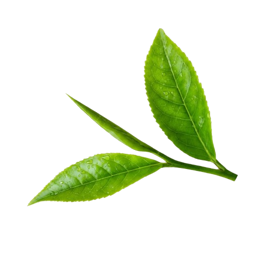 Green Tea Sprig
